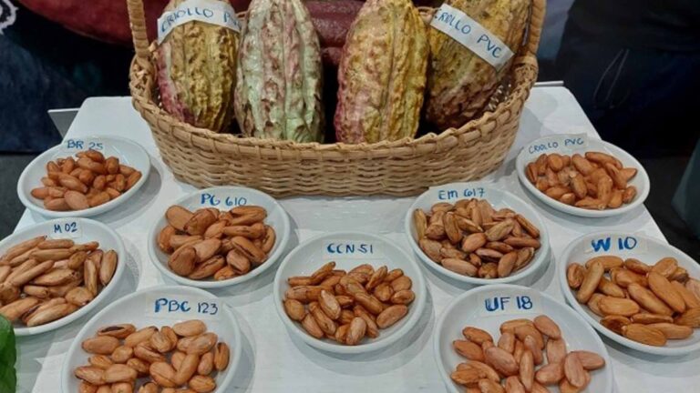 National Cacao Congress Highlights Latest Technology, Innovations