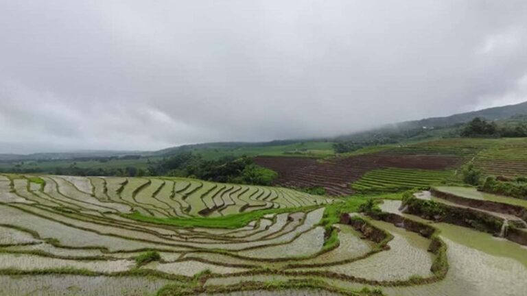 DA Allots PHP161.6 Million Aid To 32K Rice Farmers In Negros Oriental