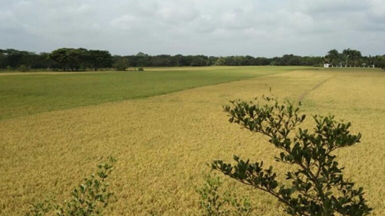 Government Adopts Science-Based Farming To Reduce Importation