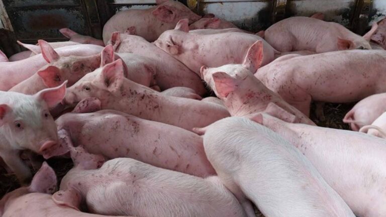 DA Urges Bicolanos To Buy ASF-Free Meat For Safe Holiday Celebrations