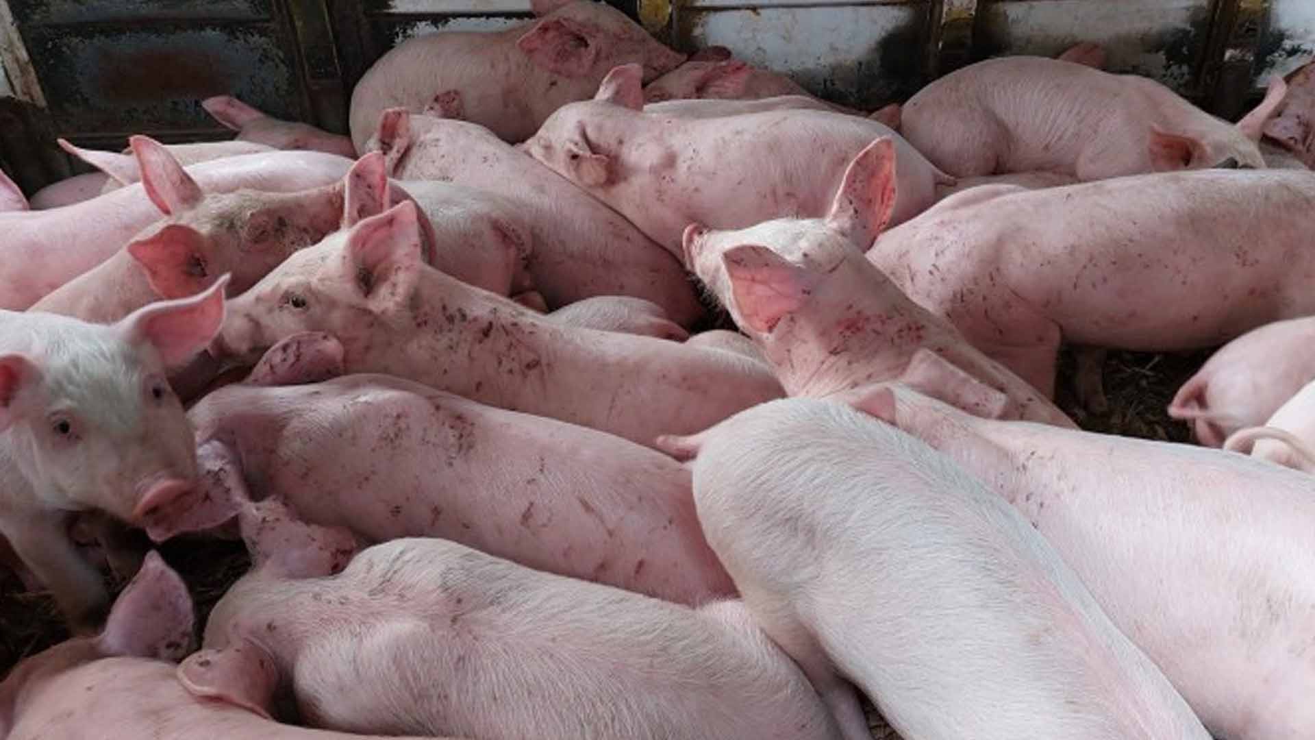 DA Urges Bicolanos To Buy ASF-Free Meat For Safe Holiday Celebrations