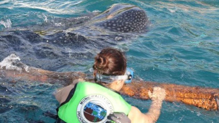 Korean Execs Experience Close Encounters With Oslob’s Whales