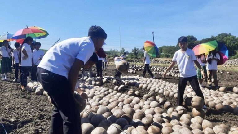 Coconut-Coffee Farming System Gets Boost In Ilocos Norte Town