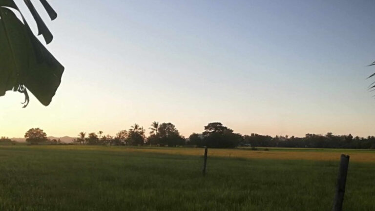 Provincial Agri Office Says Antique 159.33% Rice Sufficient