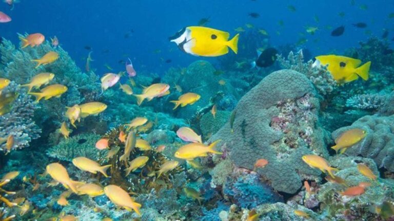 BFAR Links With 13 Southern Leyte Areas For Sustainable Fishing