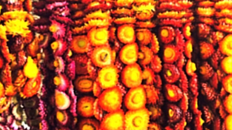 Everlasting Eyed As Baguio’s Official Flower