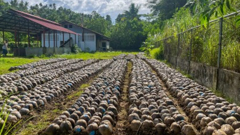 Over 44K Hybrid Coco Seedlings Up For Planting In Eastern Visayas