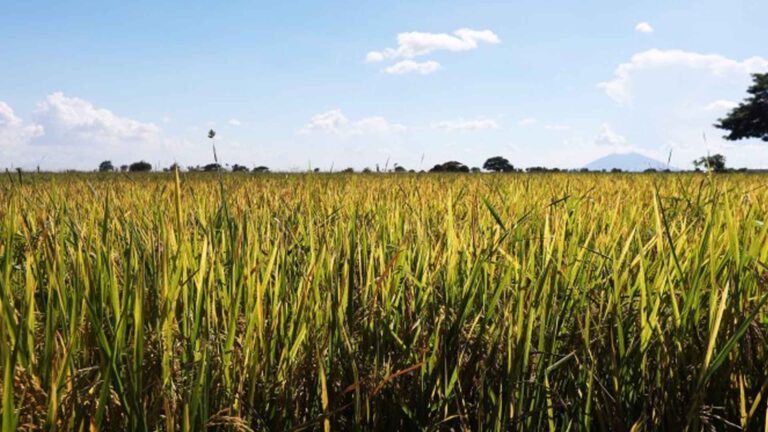 Nearly 128K Farmers In Bicol Get More Than PHP600 Million Cash Aid For 2023