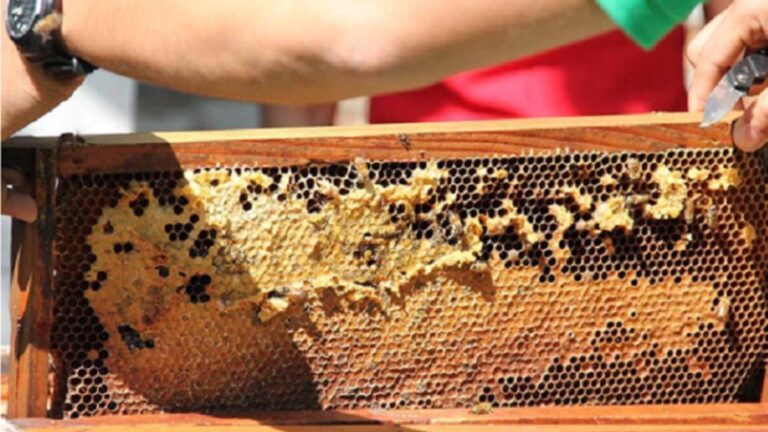 Department Of Agriculture Aggressively Promotes Beekeeping To Tap Huge Export Market