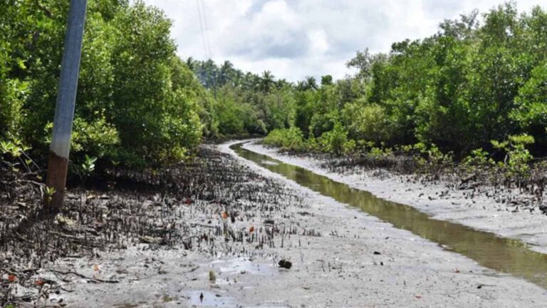 Eastern Samar Town To Develop Mangrove Forest Into Ecotourism Site