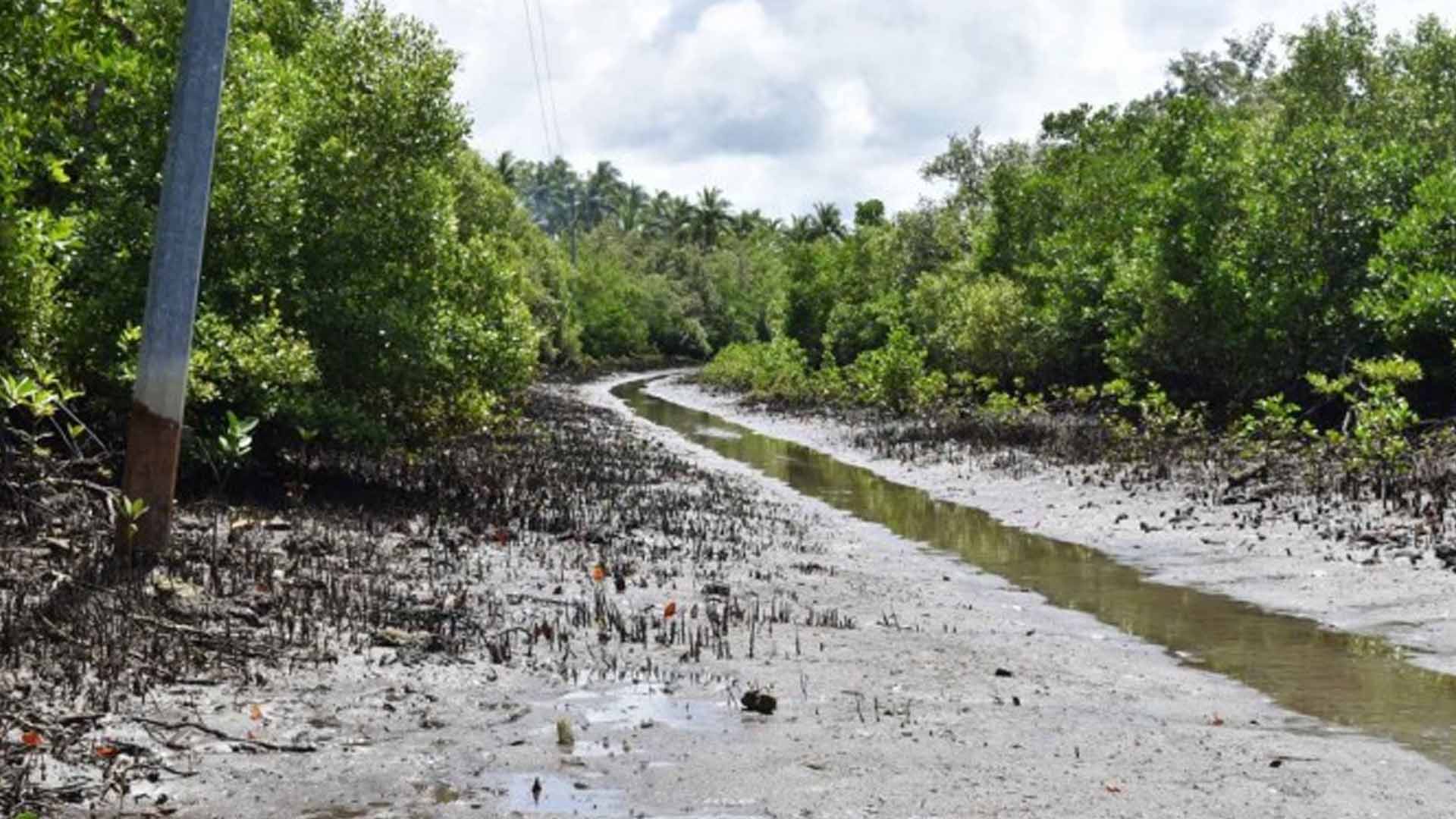 Eastern Samar Town To Develop Mangrove Forest Into Ecotourism Site