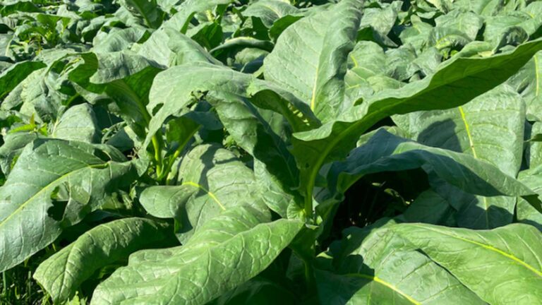 NTA Allots PHP17 Million Cash Aid For Marginalized Tobacco Growers