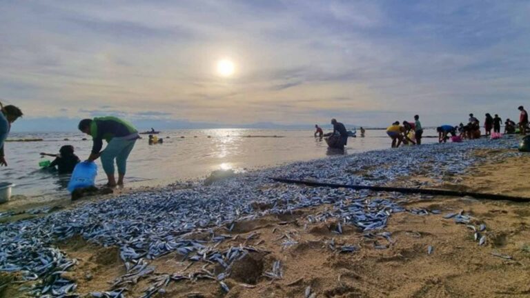 Deluge Of Sardines Trapped In Sarangani Coast Seen As A ‘Blessing’