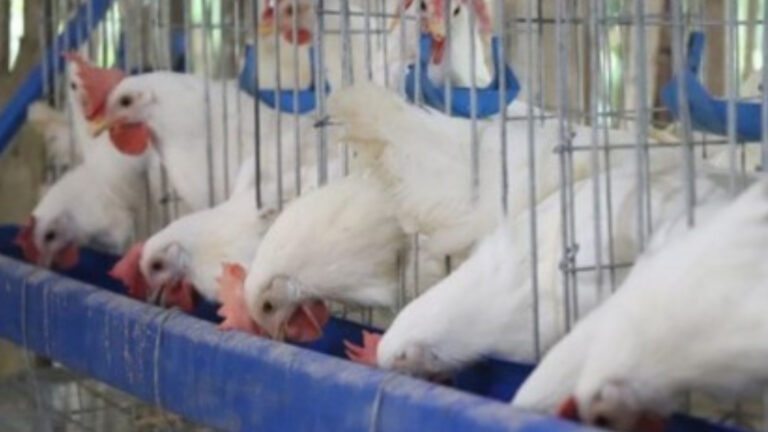Department Of Agriculture Bans Live Poultry, Products From Belgium, France