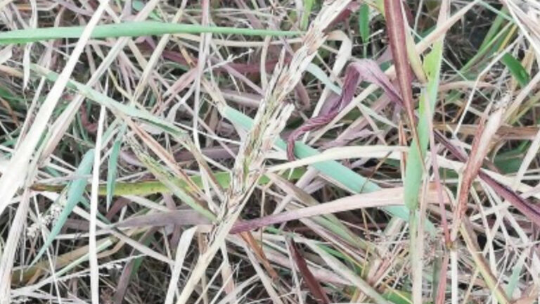 Over 1K Farmers In Antique Claim Insurance Due To El Niño