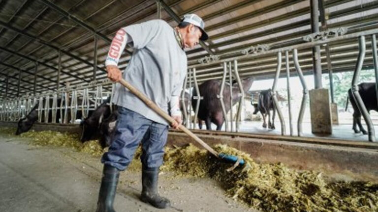 Pangasinan Government-Run Dairy Farm Earns PHP2 Million In ‘2023