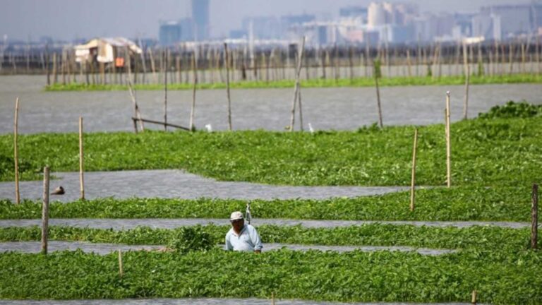 DA Chief Eyes Laguna Lake Revival To Boost Fish Production