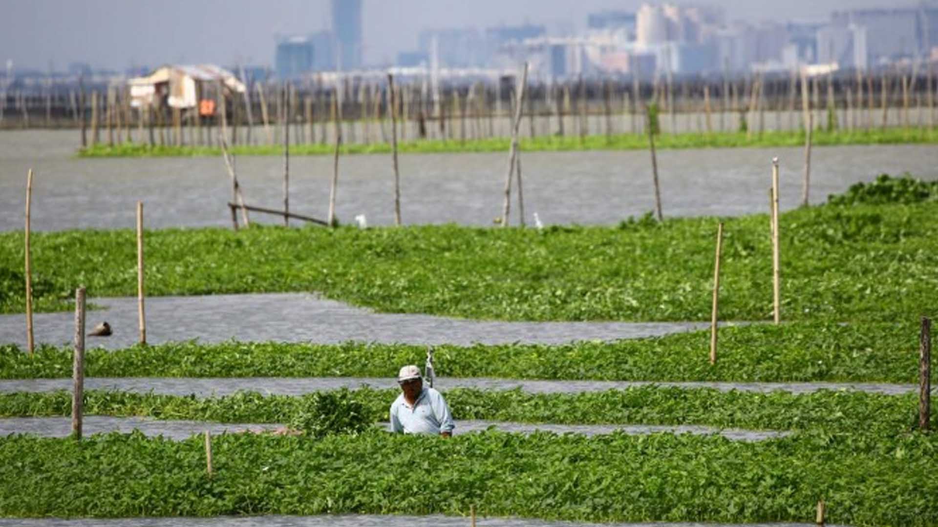 DA Chief Eyes Laguna Lake Revival To Boost Fish Production
