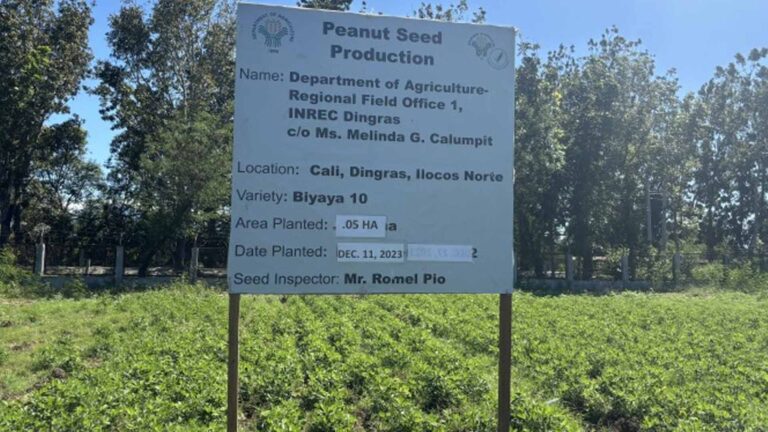 Peanut Industry Gets Revitalized In Northern Luzon