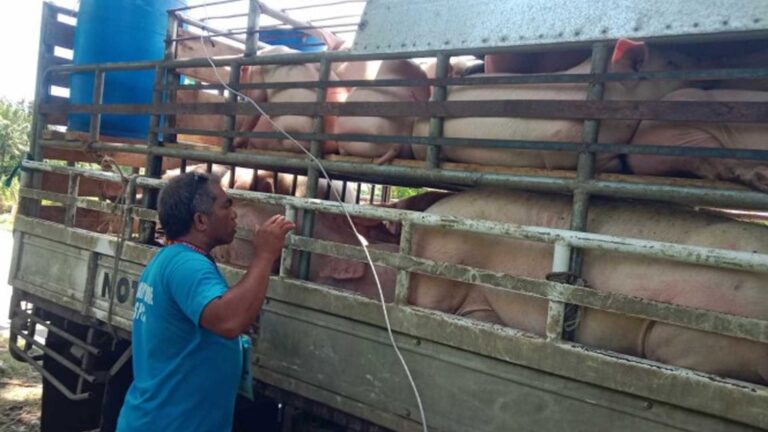 Antique Cooperative Avails Of PHP10 Million Aid For Swine Breeding Project