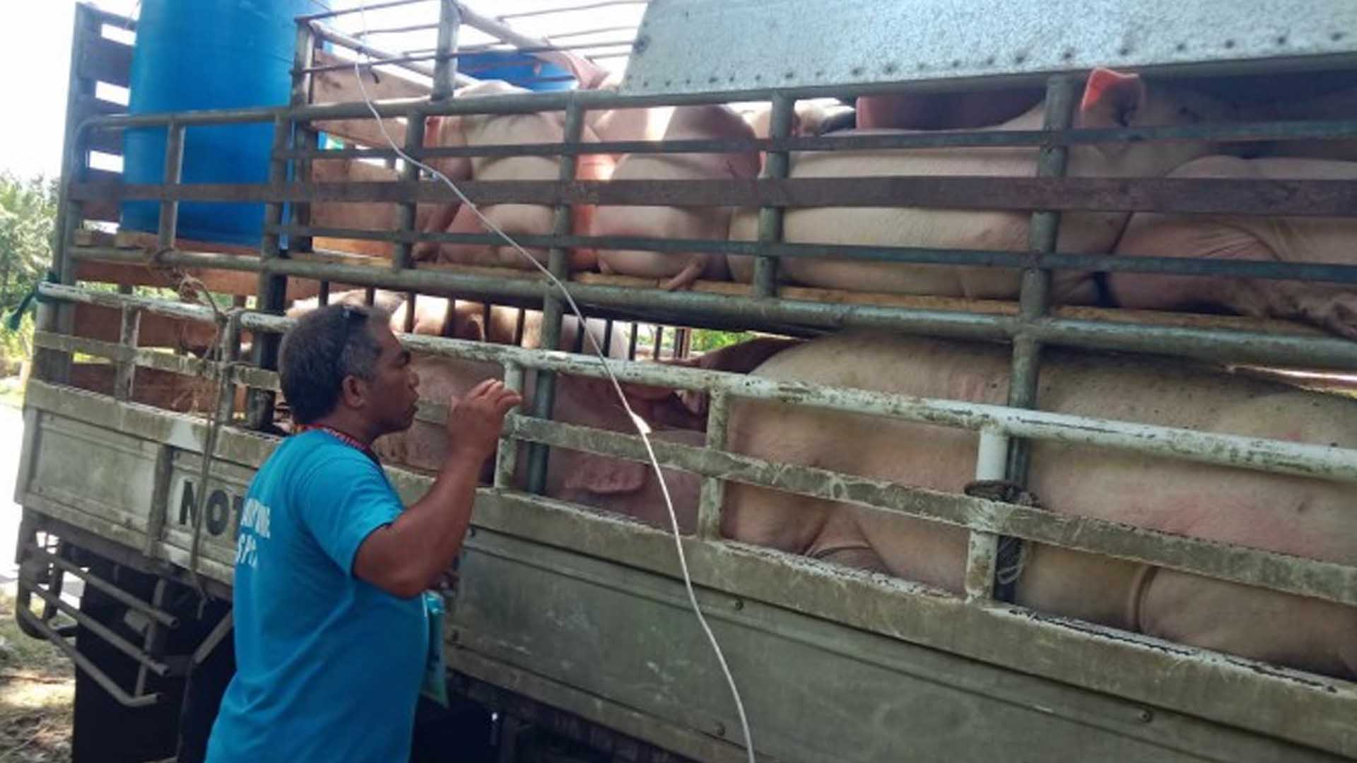 Antique Cooperative Avails Of PHP10 Million Aid For Swine Breeding Project