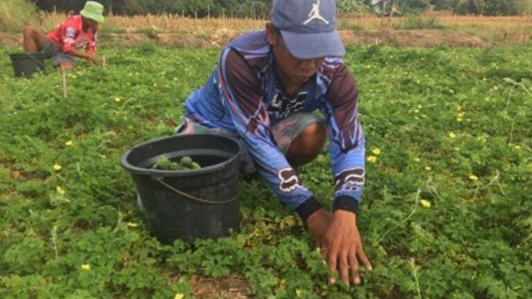 DSWD Allots PHP50 Million For Cash-For-Work Program For Ilocos Norte Farmers