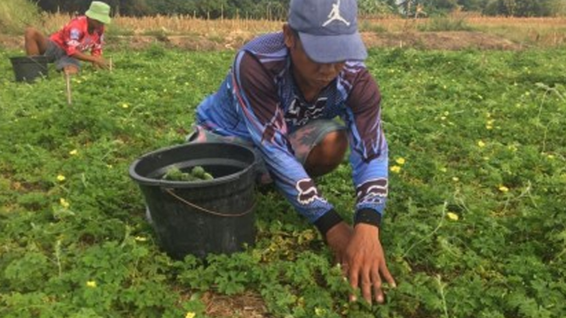 DSWD Allots PHP50 Million For Cash-For-Work Program For Ilocos Norte Farmers