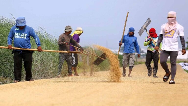 Philippines Palay Output Hits Record High Of 20.06 Million Metric Tons
