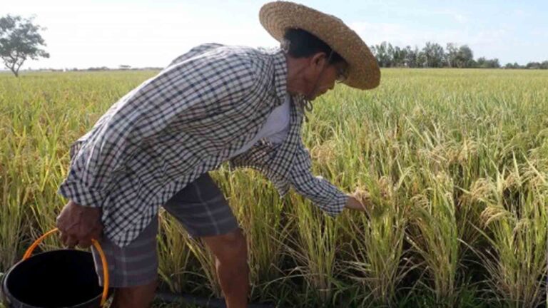 DBM Releases PHP455.58 Million For Rice Competitiveness Enhancement Fund