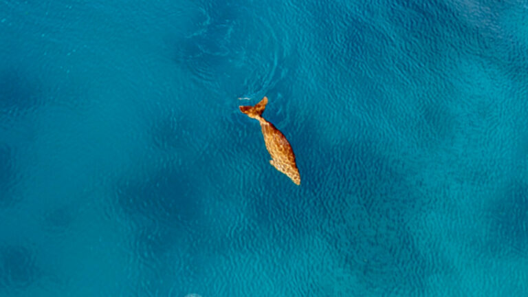 Dugong Spotted Searching For Food In Sarangani Bay