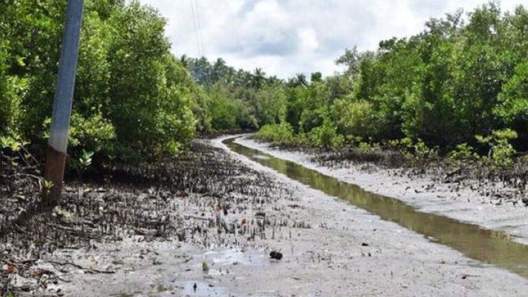 Largest Mangrove Forest Pushed As Tourist Site In Eastern Samar