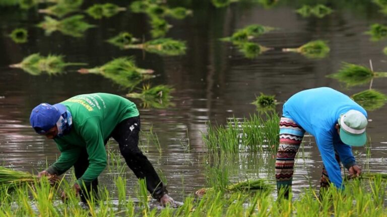 Department Of Agriculture To Strengthen Hybrid Rice To Combat El Niño Effects