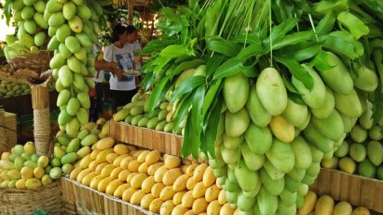 Dry Months To Boost Mango Production In Guimaras