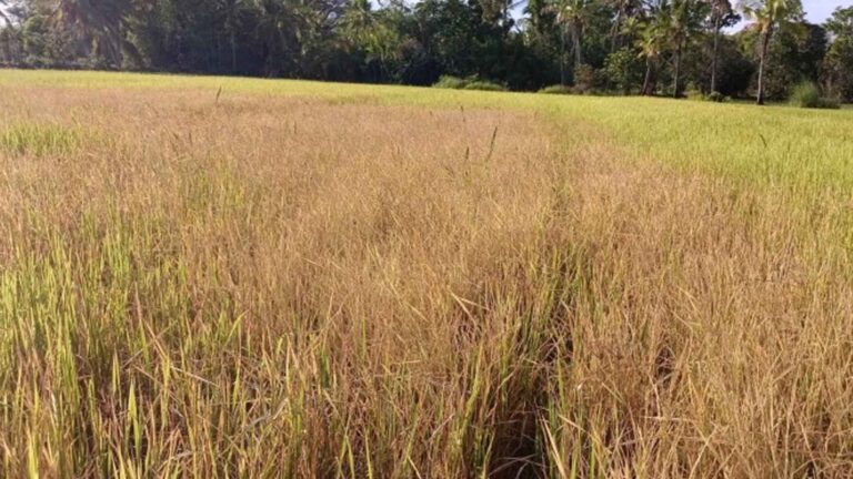 Impact Of Dry Spell In Antique Won’t Affect Food Sufficiency