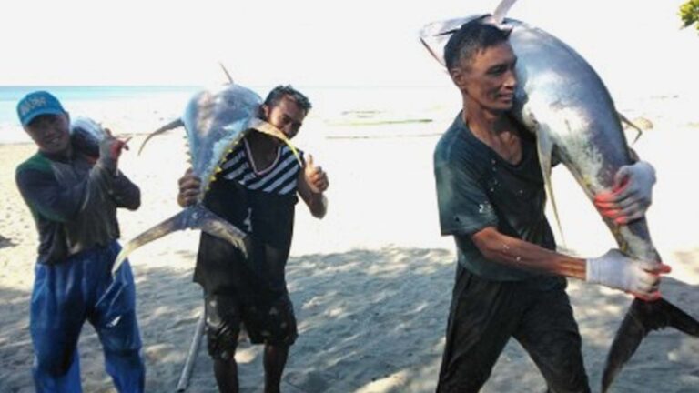 Mindoro Town Fishers Make Record Tuna Harvests Via Government Tech Aid