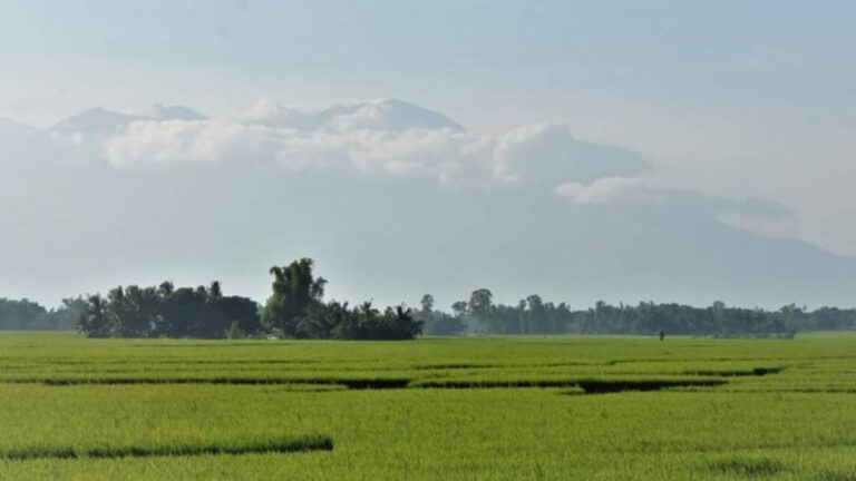 Department Of Agriculture Taps 1M Rice Farmers To Use Water-Saving Tech Amid El Niño