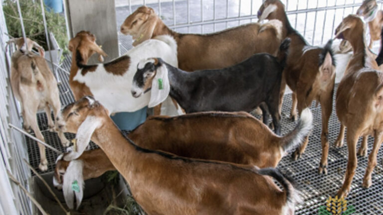 Upgrade To Dairy Breed To Boost Income, Farmers Told