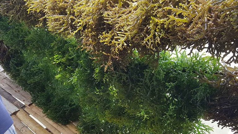 Department Of Agriculture Wants To Regain Global Top Spot For Seaweed Exportation