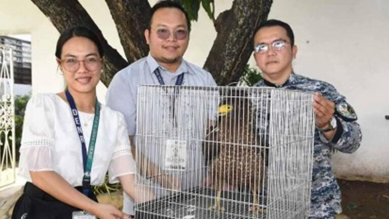Serpent Eagle Rescued In Bulacan Town