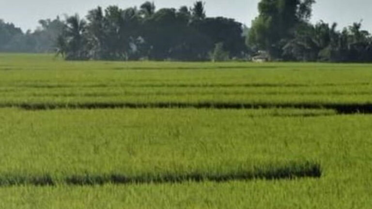 National Irrigation Administration: Water Supply, Rice Yield Enough Amid El Niño