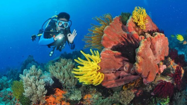 PBBM Seeks New Partnerships For Development Of Philippine Dive Sector