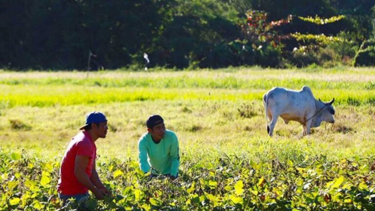 DA To Continue To Aid Farmers As Agri Damage Climbs To Over PHP357 Million