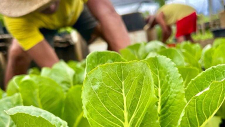 Community Gardens Under Marcos Admin Up To 27K From 2K