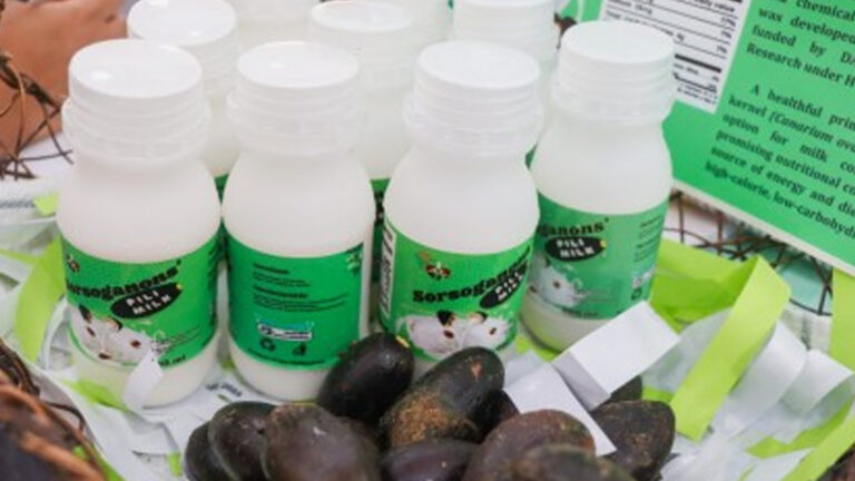 Department Of Agriculture Readies Interventions For Farmers Eyeing Pili Milk Production