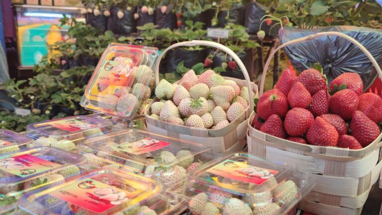 Things To Do In This Year’s La Trinidad Strawberry Festival