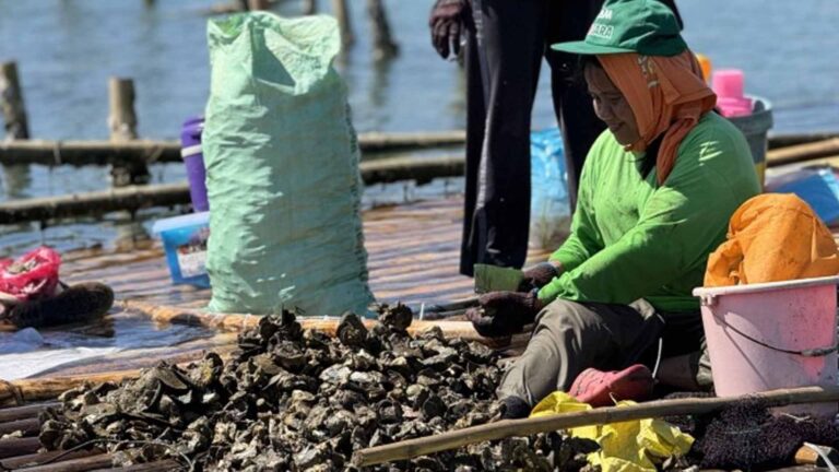 Pangasinan Fisherfolk Adopt DA-NFRDI Oyster Farming Technology