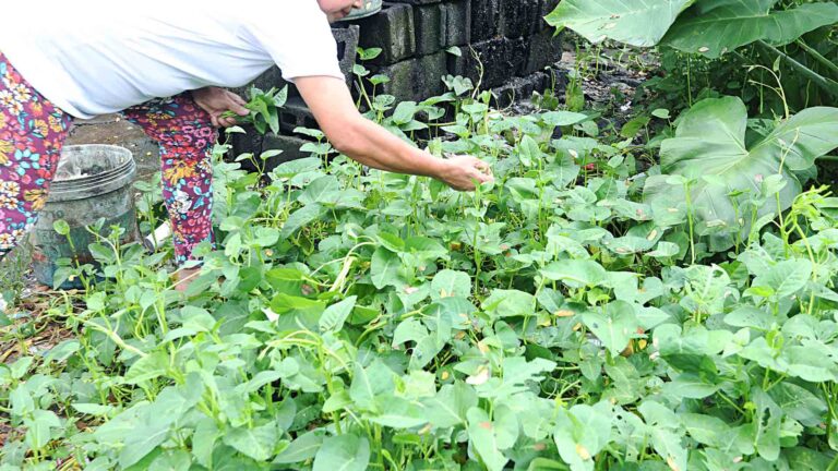 Cebu City Agri Office Urges Public To Embrace Backyard Farming