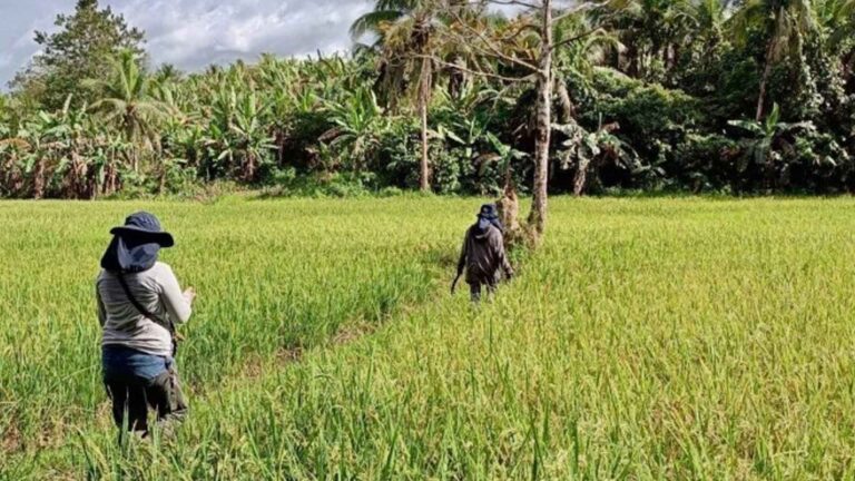 Department Of Agriculture Forms 39 Farm Clusters In Eastern Visayas