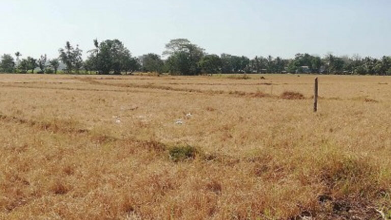 DA Allots PHP119 Million Seeds, Production Support Services For Antique