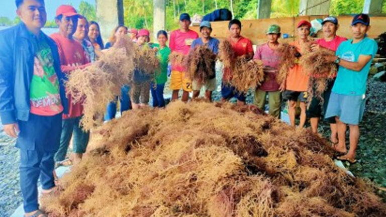 Seaweed Propagation To Boost Income Of Dinagat Fisherfolk